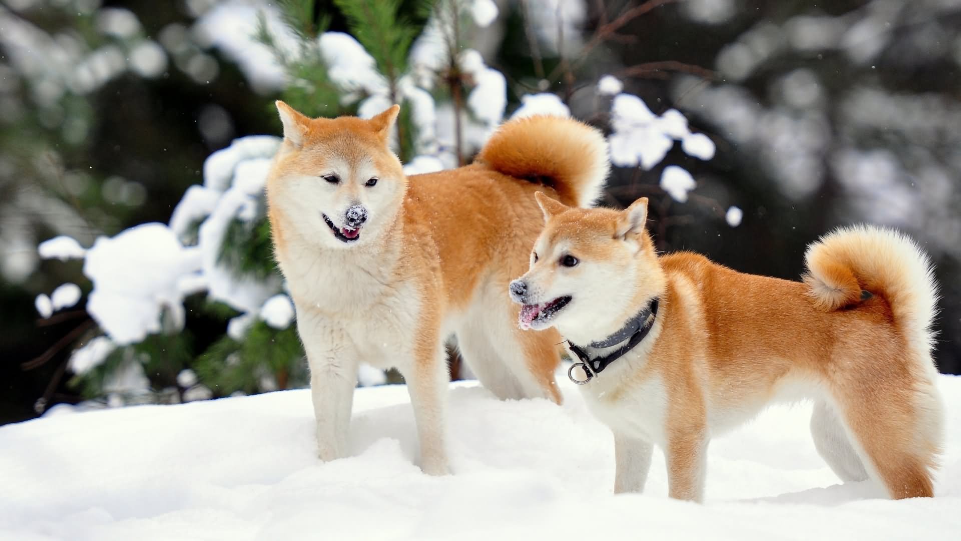Two Fawn Akita Dogs Standing In Snow