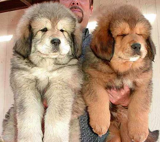 Two Fluffy Tibetan Mastiff Puppies In Hand
