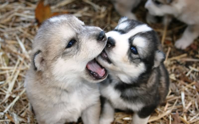 Two Little Siberian Husky Puppies Playing