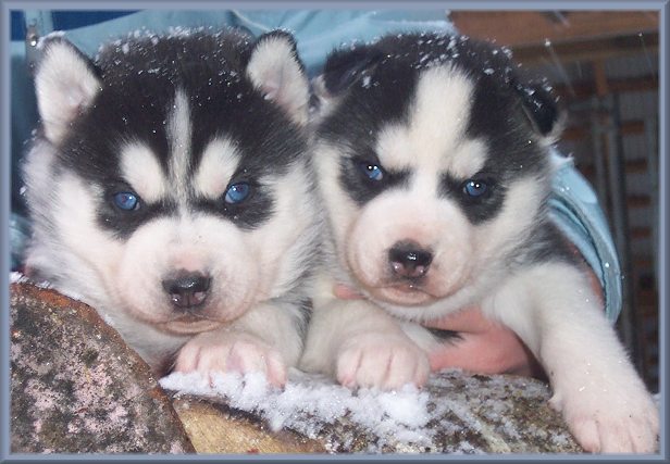 Two Little Siberian Husky Puppies