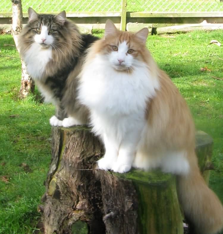 Two Long Hair Norwegian Forest Cats Sitting