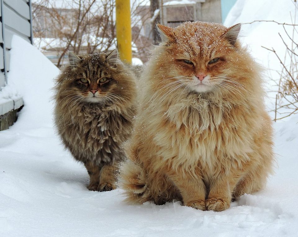 Two Long Hair Siberian Cats In Snow