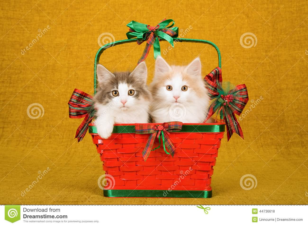 Two Norwegian Forest Cat Kittens Sitting In Red Christmas Basket