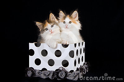 Two Norwegian Forest Kittens Sitting In Black And White Polka Dot Gift Box