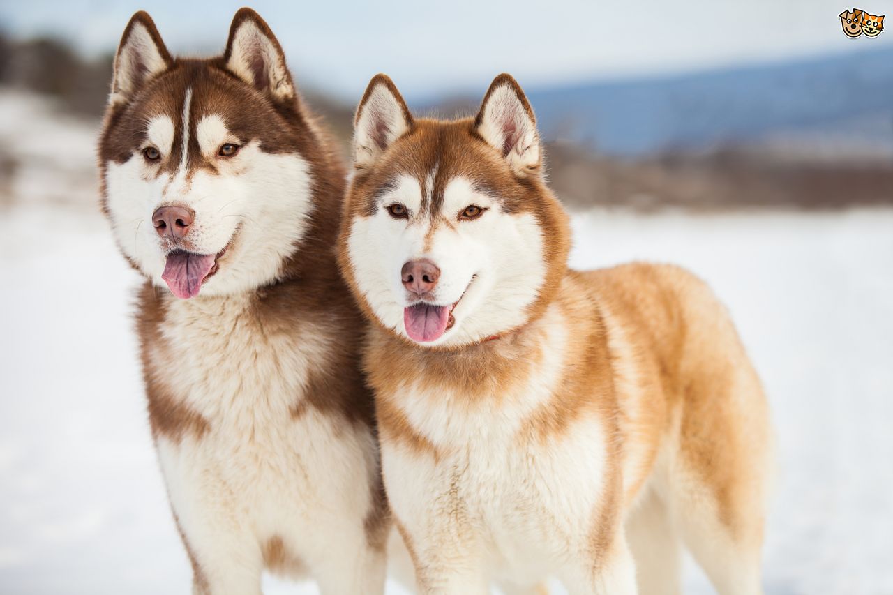 Two Red Siberian Husky Dogs