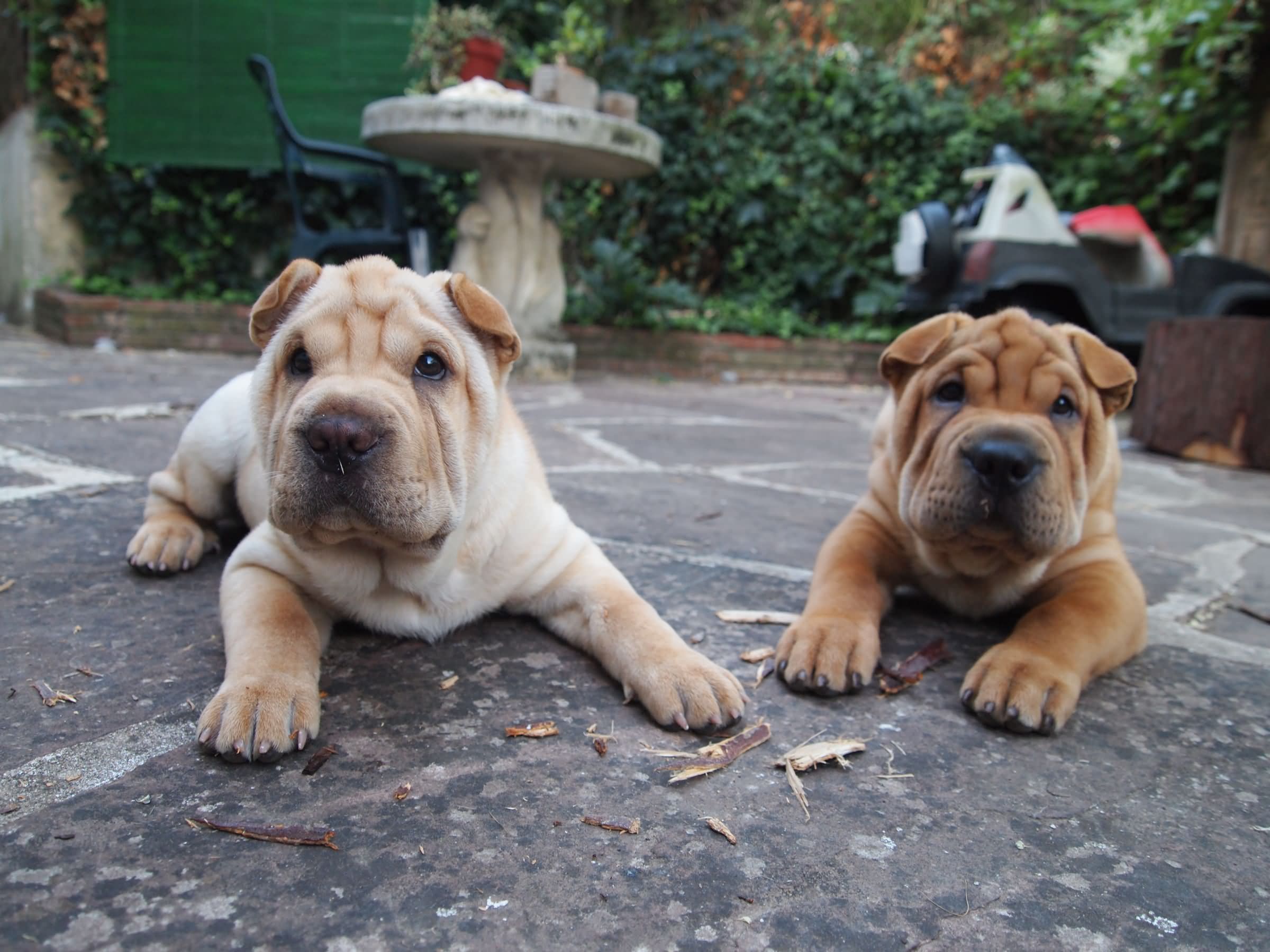 Two Shar Pei Dogs Laying