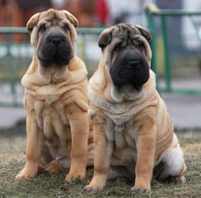 Two Shar Pei Dogs Sitting
