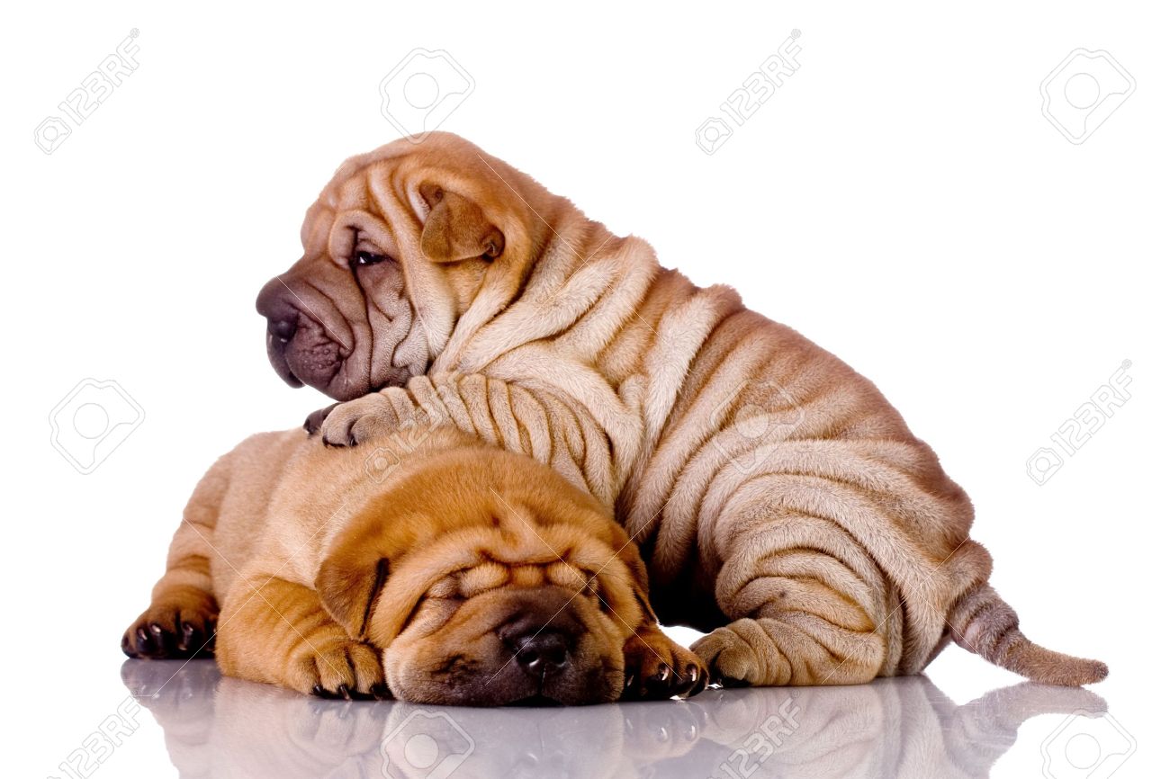 Two Shar Pei Puppies