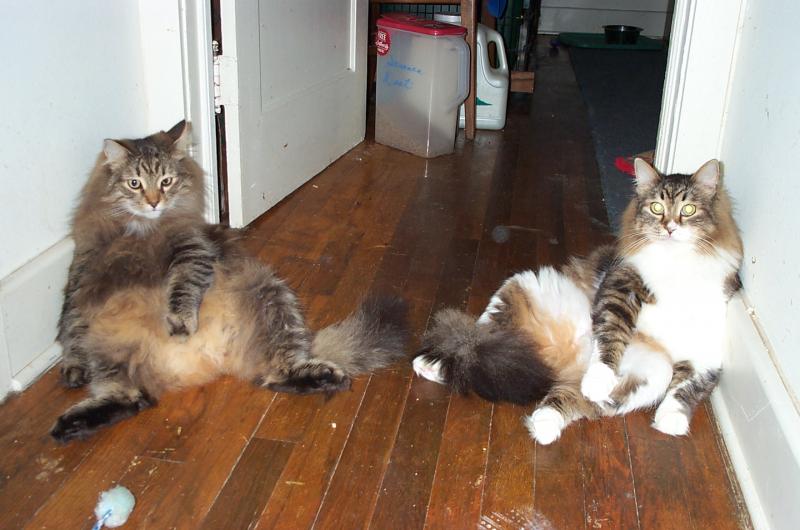 Two Siberian Cats Sitting