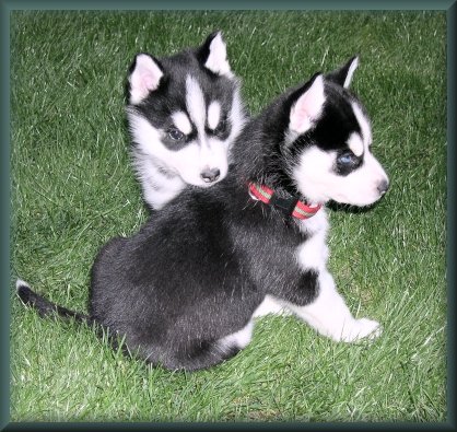 Two Siberian Husky Puppies Playing Outside