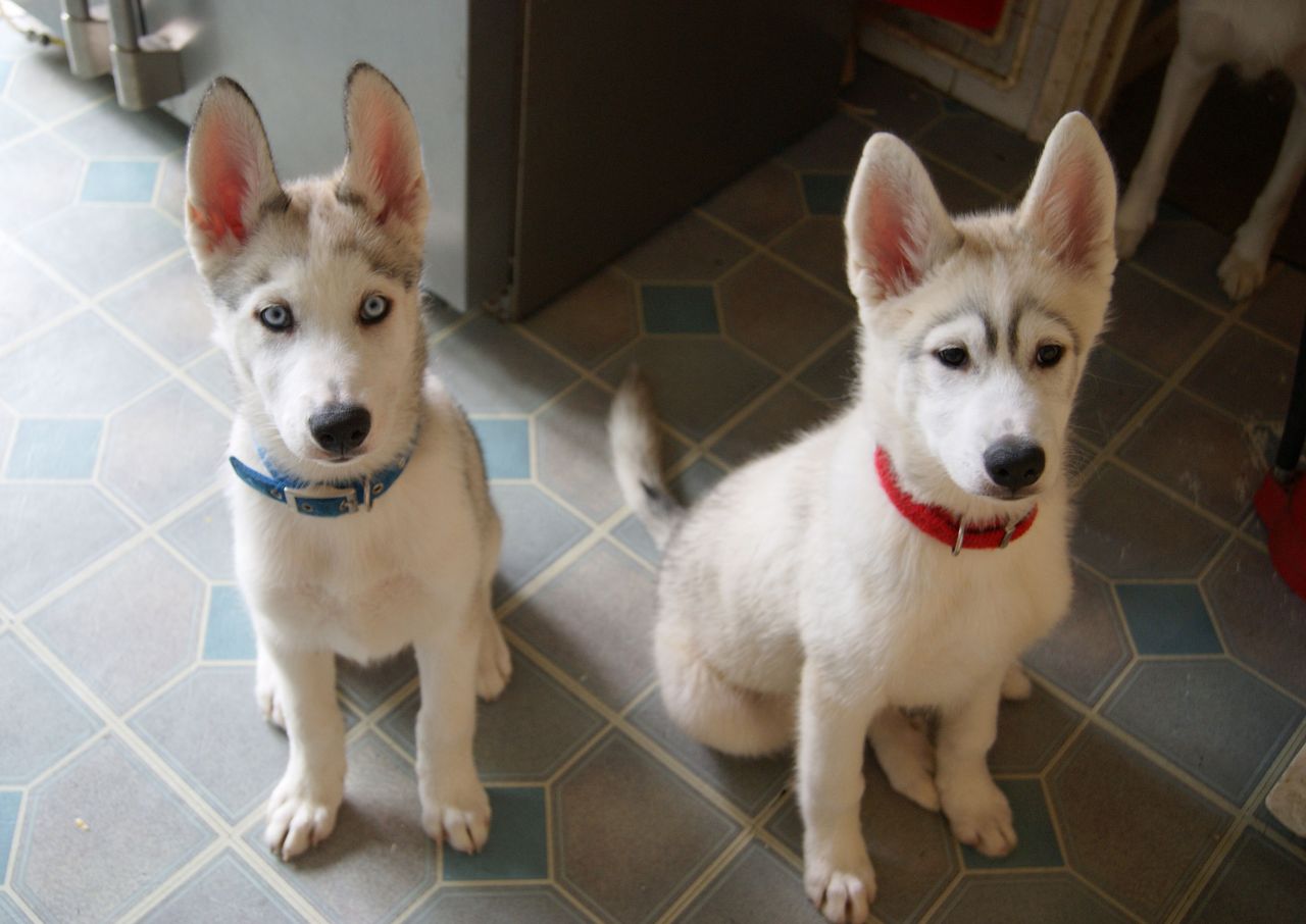 Two Siberian Husky Puppies Sitting Looking Up