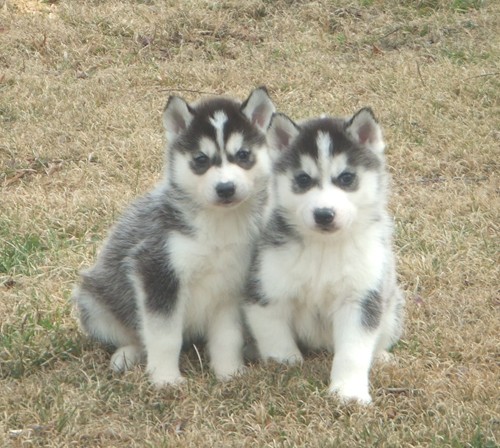 Two Siberian Husky Puppies Sitting Outside
