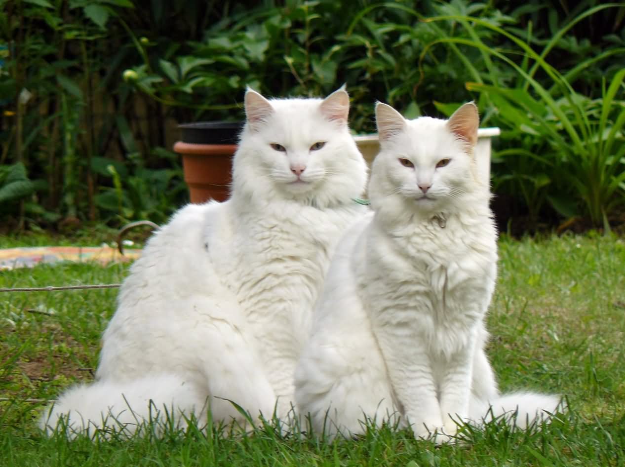 Two White Norwegian Forest Cats Sitting On Grass