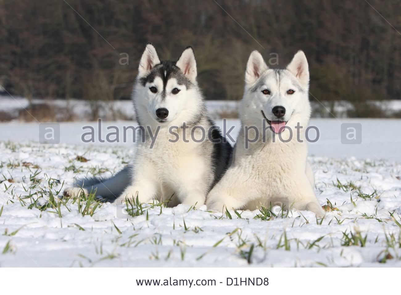 Two White Siberian Husky Dogs Sitting On Snow