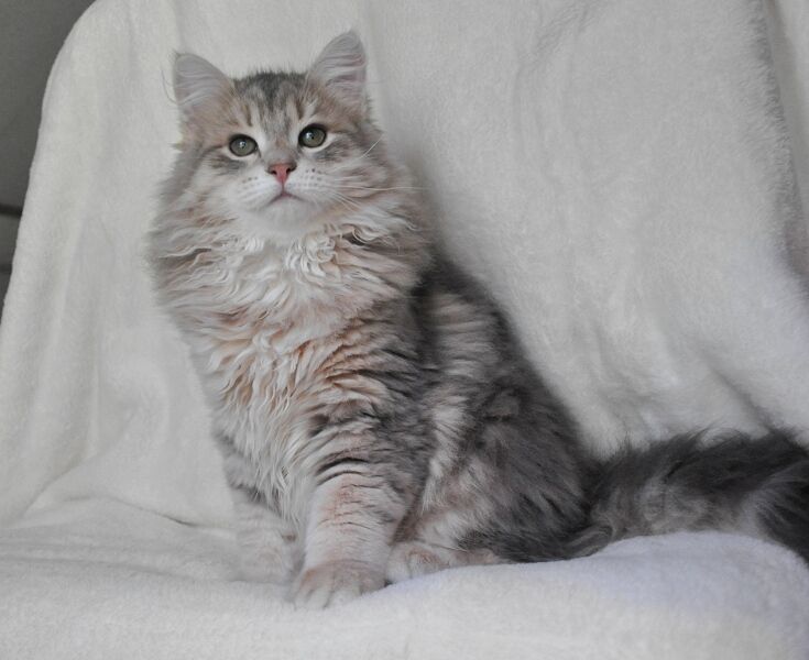 Very Beautiful Grey Siberian Cat