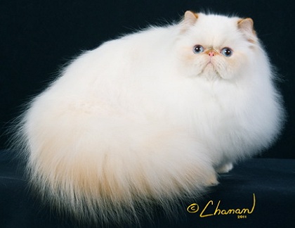 Very Beautiful White Himalayan Cat