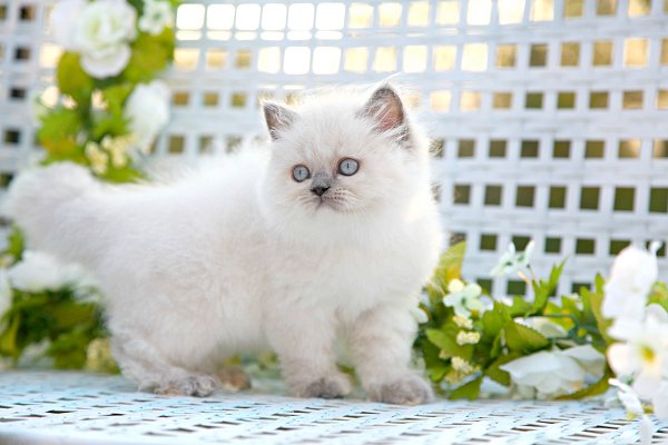 Very Beautiful White Himalayan Kitten