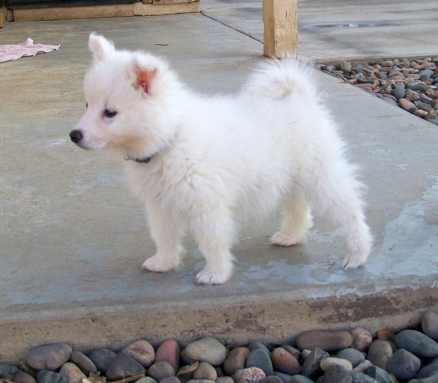 Very Cute American Eskimo Puppy