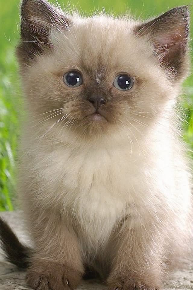 Very Cute Himalayan Kitten