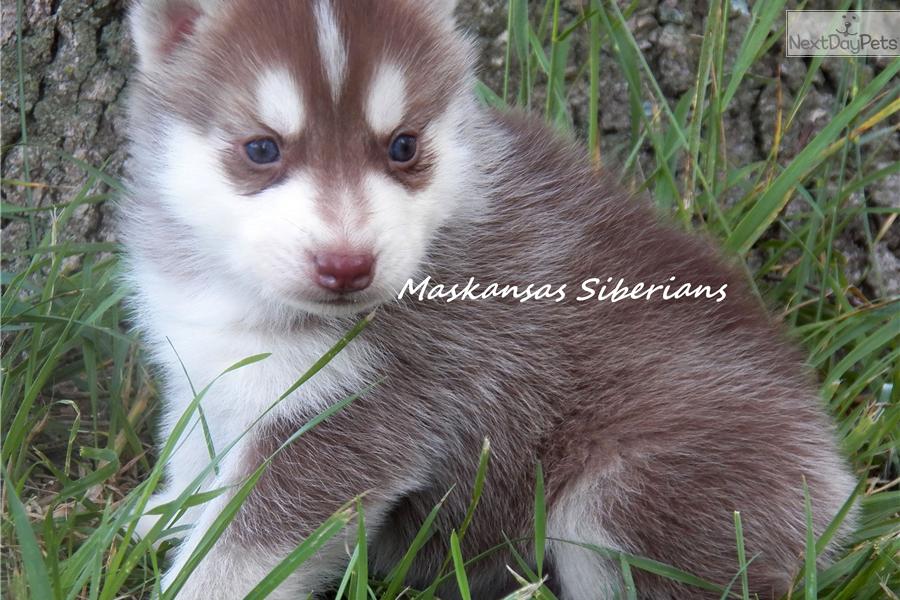 Very Cute Red Siberian Husky Puppy