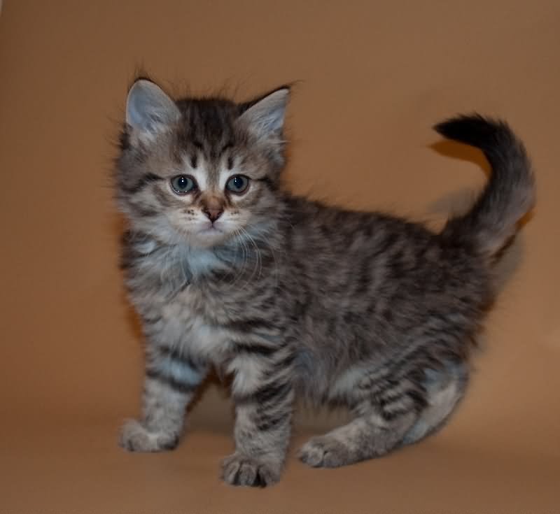 Very Cute Siberian Kitten