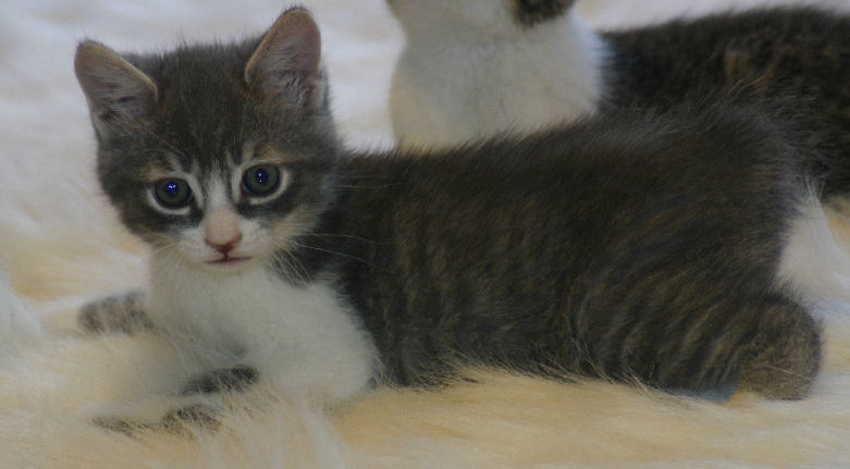 Very Cute Tabby Manx Kitten