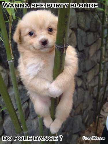Wanna See Purty Blonde Funny Puppy