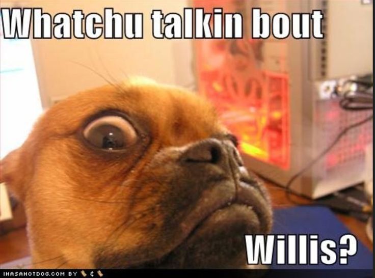 Whatchu Talking Bout Willis Funny Dog Comments