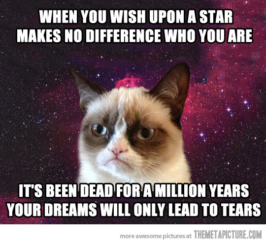 When You Wish Upon A Star Makes No Difference Who You Are Funny Cat Image