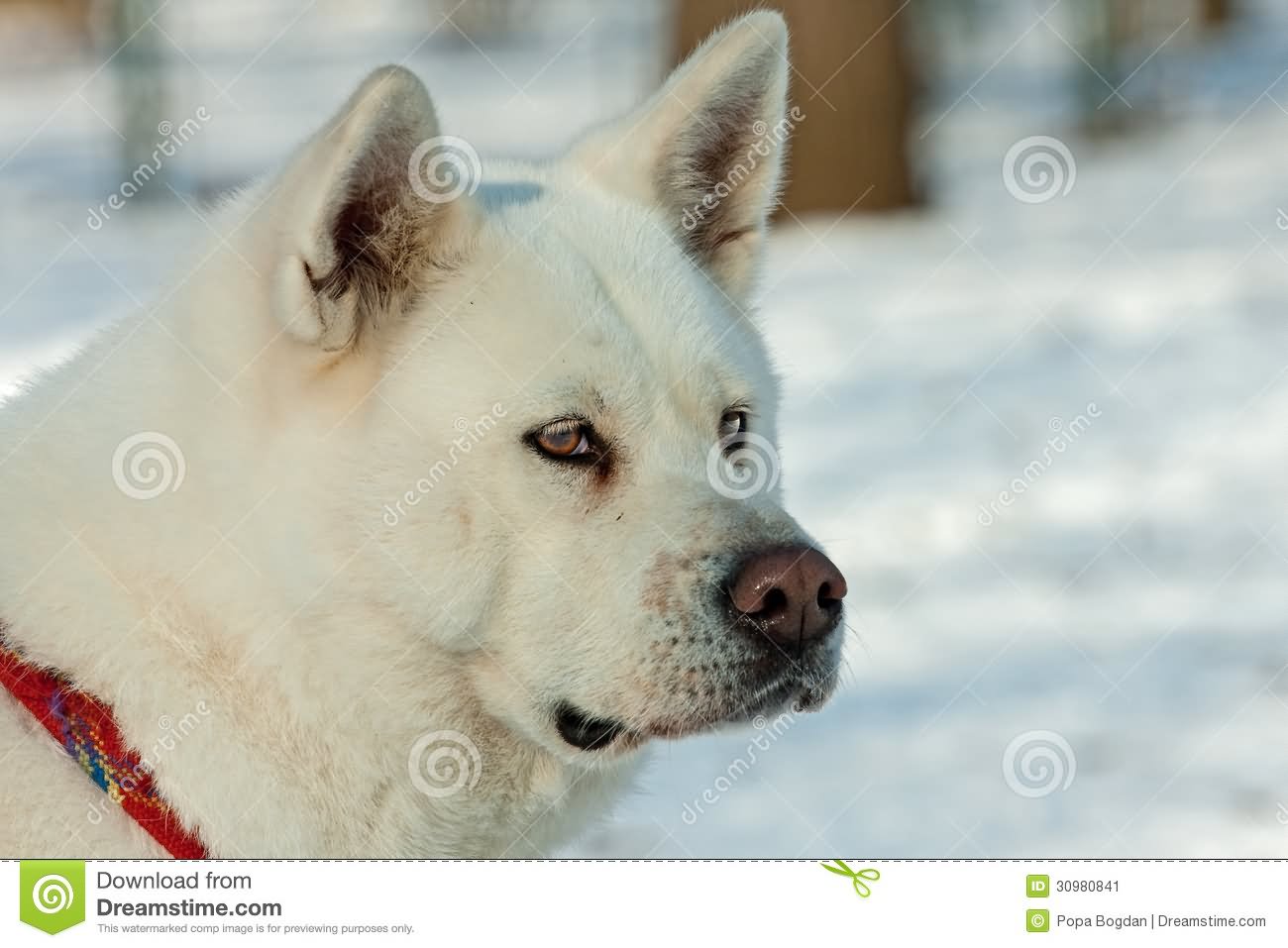 White Akita Dog Face