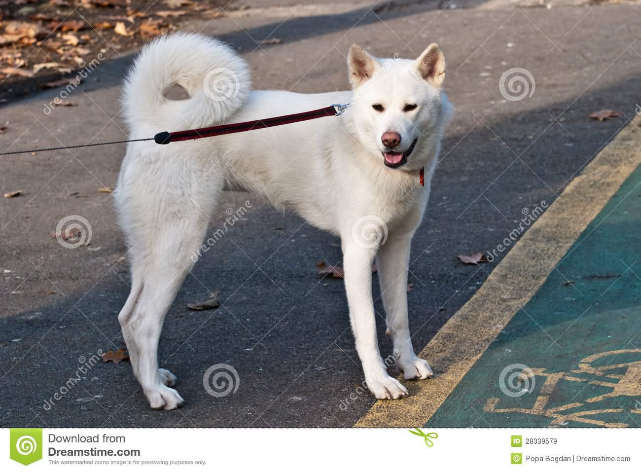White Akita Dog Standing On Road