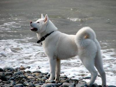 White Akita Dog