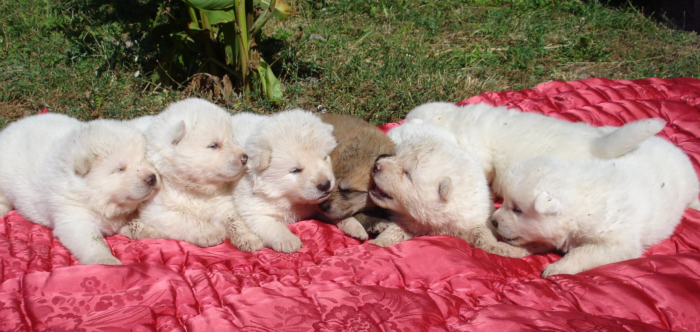White Akita Puppies Group