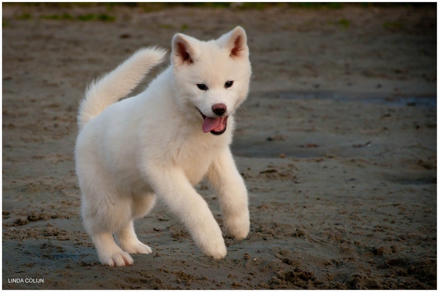 White Akita Puppy Running