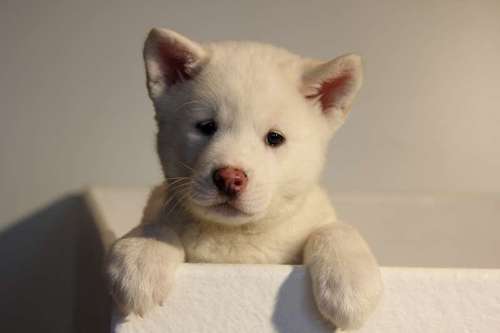 White Akita Puppy