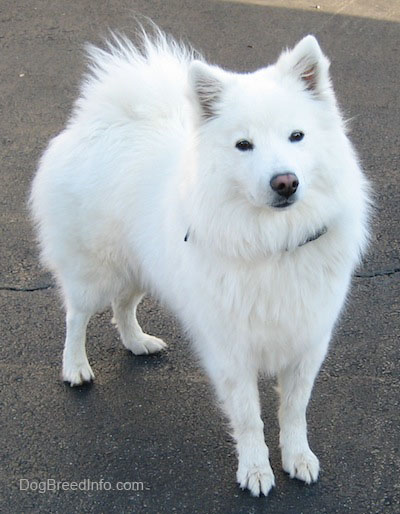 White American Eskimo Dog Standing On Road