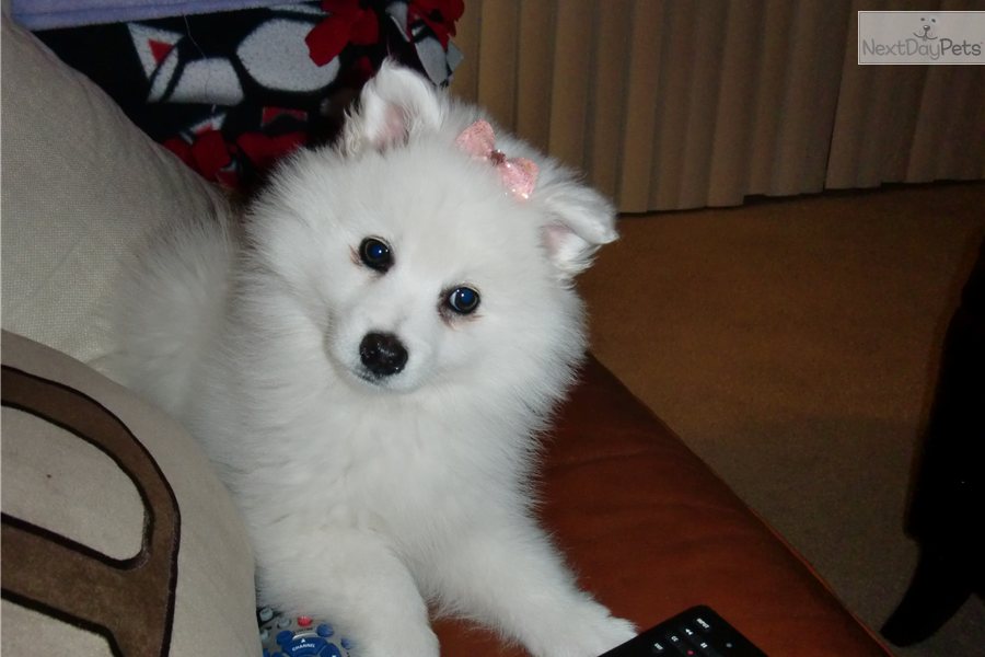 White American Eskimo Puppy With Bow