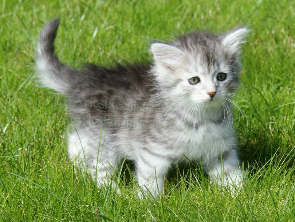 White And Grey Siberian Kitten Walking On Grass