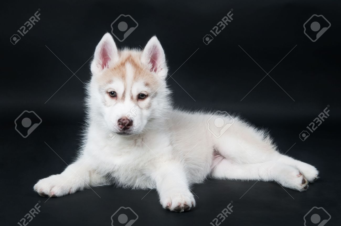 White Brown Siberian Husky Puppy Sitting