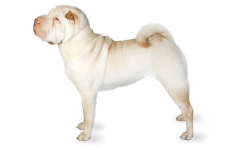 White Chinese Shar Pei Dog