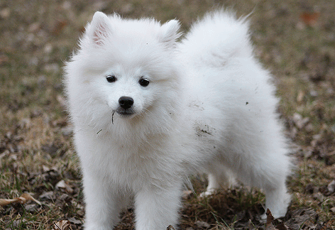 White Cute American Eskimo Puppy