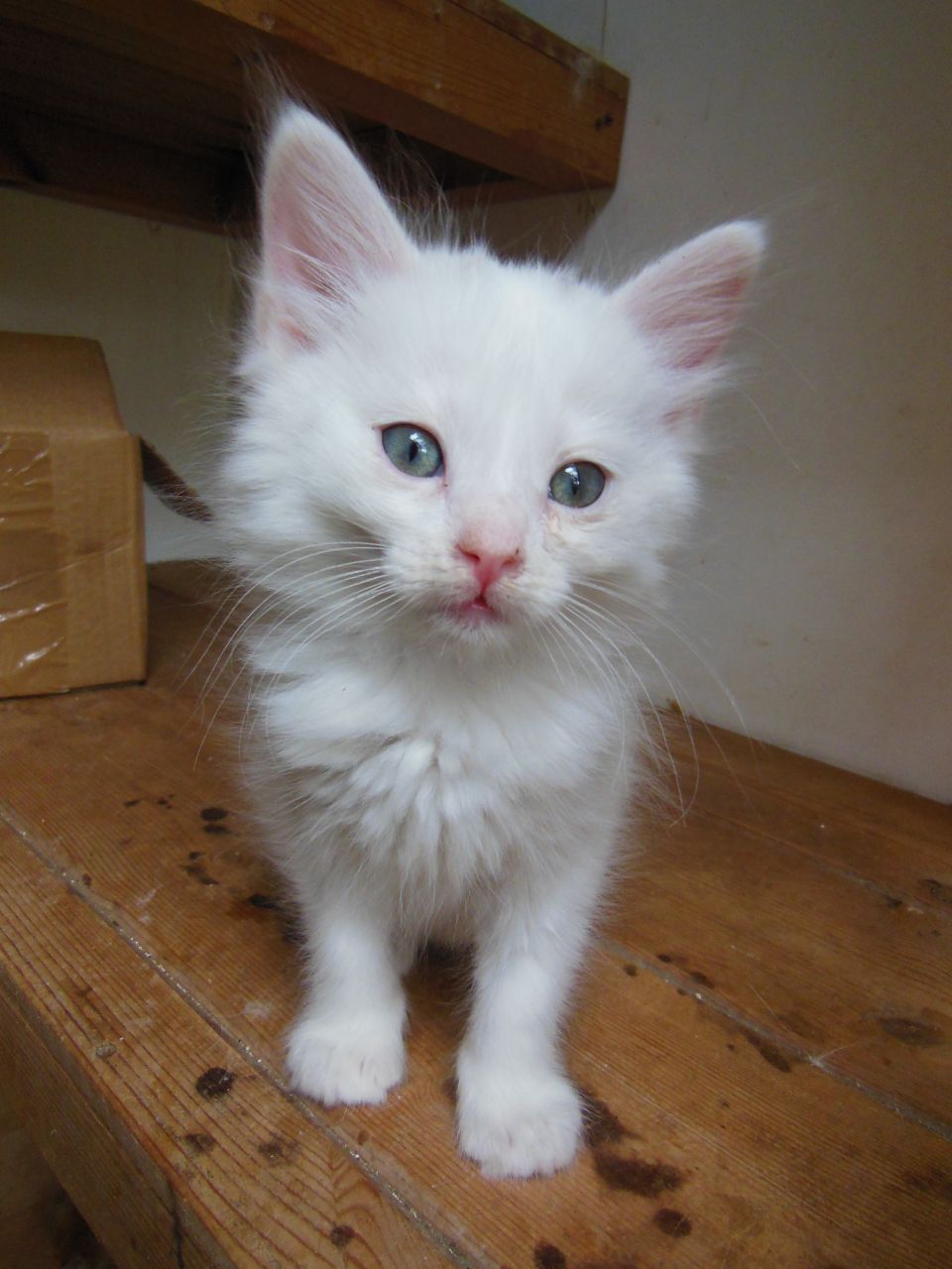 White Cute Norwegian Forest Kitten With Blue Eyes