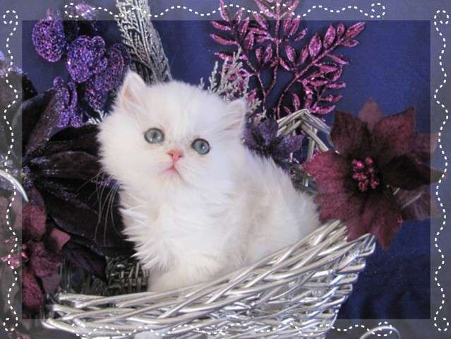 White Cute Siberian Kitten Sitting In Basket