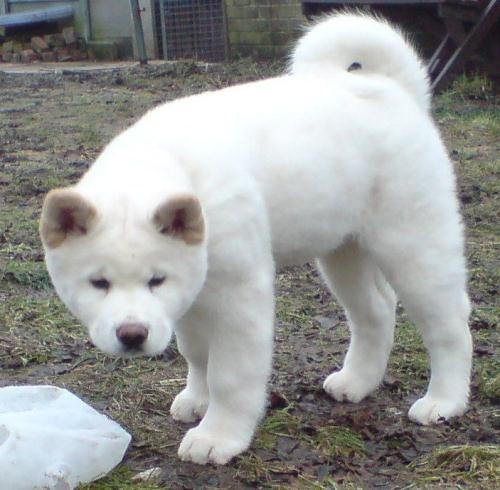 White Fluffy Akita Puppy