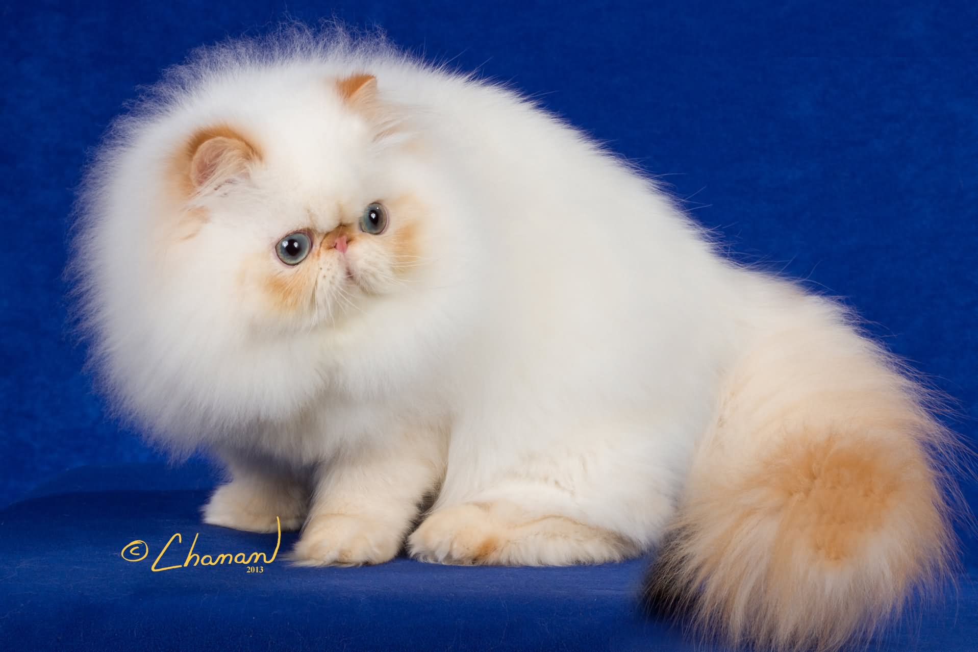 White Fluffy Himalayan Cat Photo