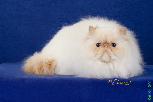 White Fluffy Himalayan Cat Picture