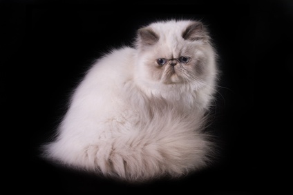 White Fluffy Himalayan Cat Sitting Picture