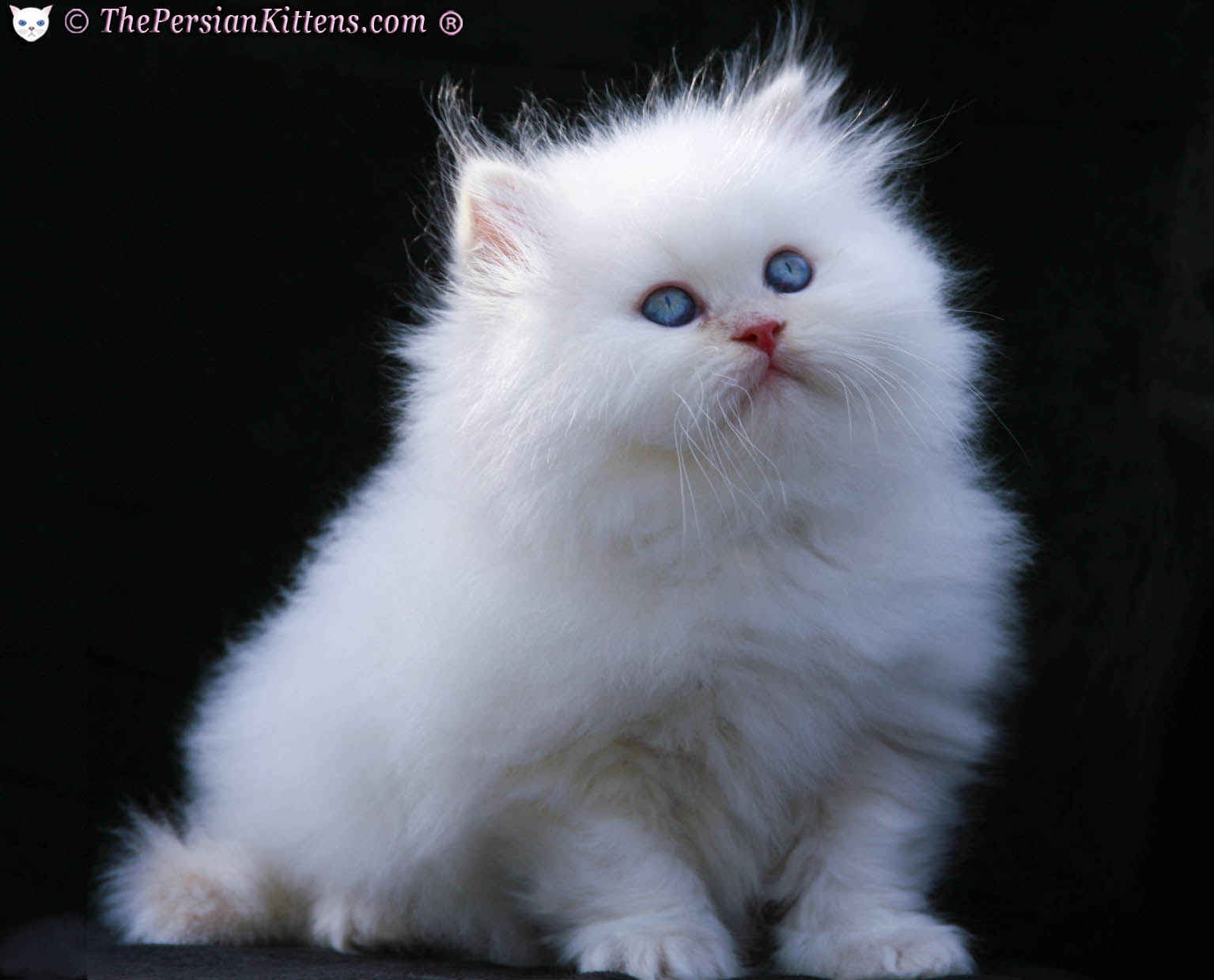 White Fluffy Himalayan Cat With Blue Eyes