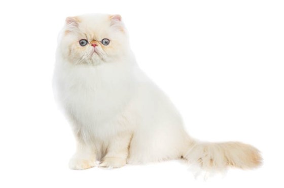 White Fluffy Himalayan Cat