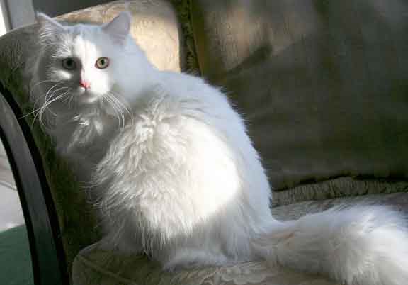 White Fluffy Siberian Cat Sitting